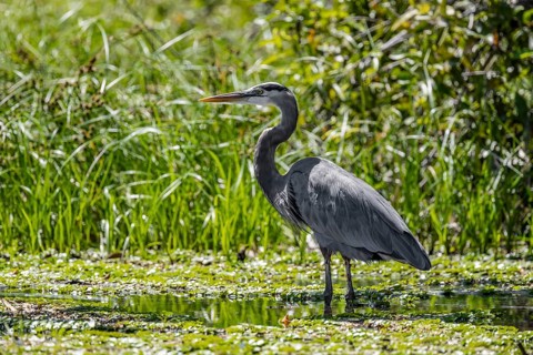 Grey heron at the water, Cahuita National Park, Costa Rica, Central America