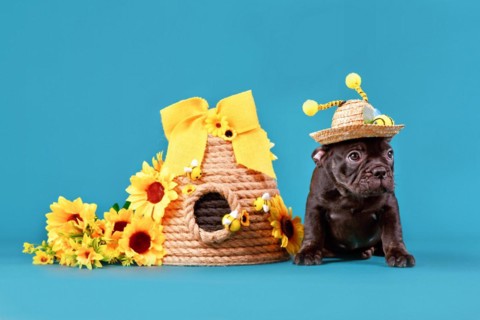 Black French Bulldog dog puppy with straw hat with bee costume antlers sitting next to beehive and