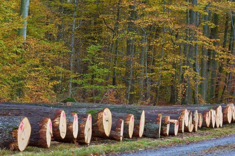 Oak tree trunks in autumn forest marked with pink numbers, characterised by cut wood texture and