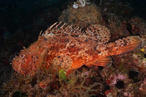 A red, speckled fish, red scorpionfish (Scorpaena scrofa), sea sow, resting among algae. Dive site
