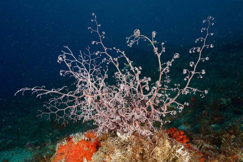 Underwater image of a mediterranean basket star (Astrospartus mediterraneus) with many small