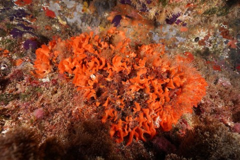 Orange spiny sponge (Acanthella acuta) . Dive site Marine reserve Cap de Creus, Rosas, Costa Brava,