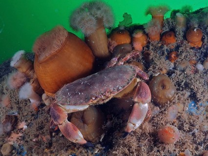 Edible crab (Cancer pagurus) on an underwater bed surrounded by algae and clonal plumose anemones