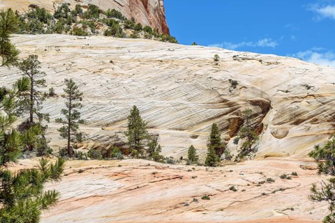 Patterns of erosion on the rock formations in the Checkerboard Mesa area of Zion National Park,
