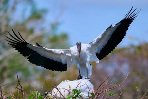 Wood Stork (Mycteria americana), with spread wings perches on a nest made of branches in a natural