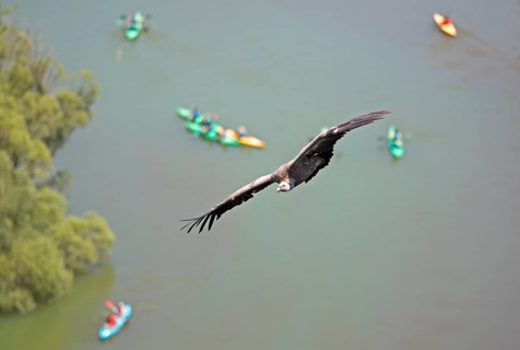 Griffon vulture (Gyps fulvus) in flight, behind blurred colourful canoes on the river Duratón,