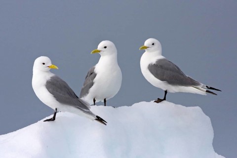 Black-legged kittiwake sitting on a wall of snow and ice, (Rissa tridactyla), Black-legged