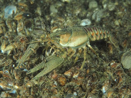 A crayfish (Faxonius limosus), American crayfish, invasive species, explores at night the