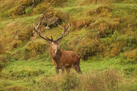 Red deer (Cervus elaphus) Red deer during the rut, Allgäu, Bavaria, Germany, Allgäu, Bavaria,