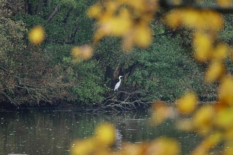 Great White Egret in autumn, Saxony, Germany, Europe
