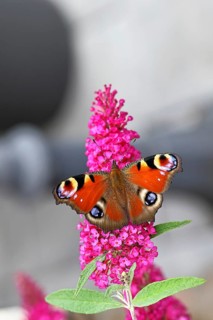 Peacock butterfly (Inachis io) sucking nectar on butterfly bush (Buddleja davidii), in a natural