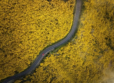 Aerial view of road with red car among yellow Cytisus blooming shrubs near Pico do Arieiro,