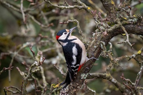 Great spotted woodpecker (Dendrocopos major) on an old pear tree with moss-covered branches,