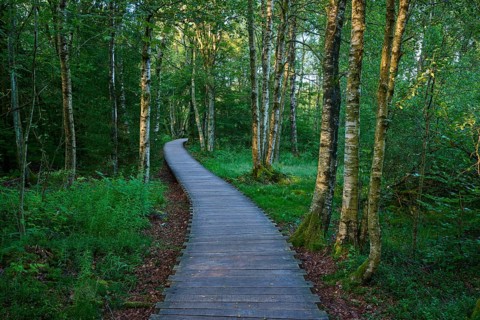 A quiet wooden plank path winds through a green moor birch forest on a summer's day, Schwarzes