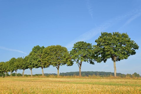 Row of trees, maple (Acer) on a stubble field, blue sky, North Rhine-Westphalia, Germany, Europe
