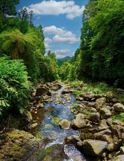 A calm stream flowing through a wooded area with large rocks and dense greenery, the sky is clear