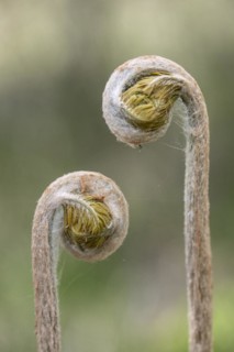 Royal fern (Osmunda regalis), frond shoots, province of Drenthe, Netherlands
