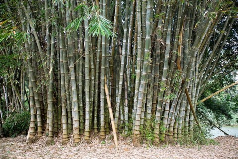 Giant Bamboo (Dendrocalamus giganteus) in the Royal Botanic Gardens, Kandy, Central Province, Sri