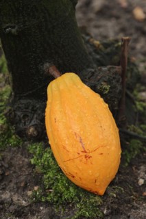 Cocoa tree (Theobroma cacao), cocoa fruit on the tree