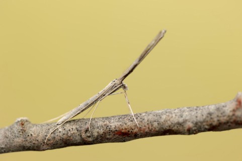 Feather moth (Agdistis spec.), Camargue, Provence, Southern France