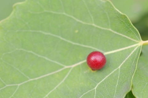 Aspen gall midge (Harmandia tremulae, Harmandiola tremulae), Galle, North Rhine-Westphalia,