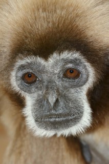 White-handed gibbon (Hylobates lar), portrait, captive, occurring in Asia