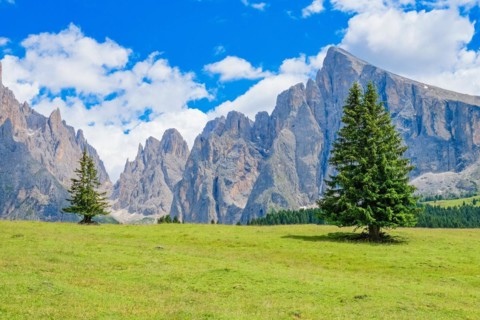 Spruce tree on a alp meadow by the Langkofel group mountains in the Dolomites, Ortisei, Val