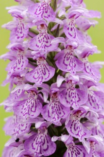 Moorland spotted orchid (Dactylorhiza maculata), inflorescence, North Rhine-Westphalia, Germany,