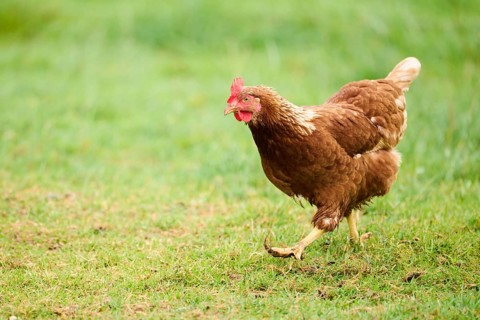 A chicken with brown feathers and a red comb walking on grass during the day, Chicken (Gallus