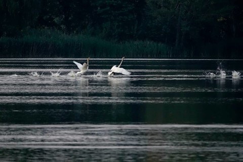 Upper Lusatian Heath and Pond Landscape, Whooper Swans, June, Saxony, Germany, Europe
