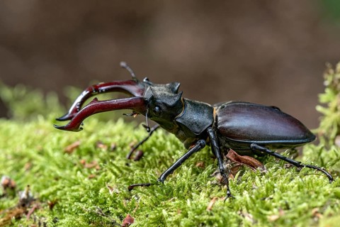 Stag beetle (Lucanus cervus), horned beetle, fire beetle, male with large mandibles, upper jaw,