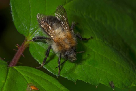 Summer fur bee (Anthophora aestivalis) sitting on a green leaf against a dark background,