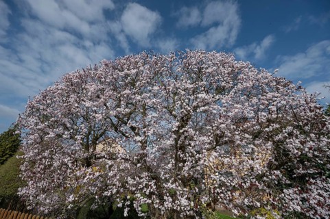 Flowering myrobolane (Prunus cerasifera), Bavaria, Germany, Europe