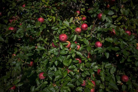 Apple tree, red apples, full, meadow orchard, Waiblingen, Baden-Württemberg, Germany, Europe