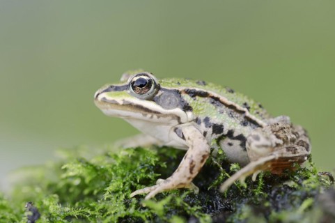 Small water frog (Pelophylax lessonae, Rana lessonae), North Rhine-Westphalia, Germany, Europe
