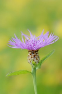 Meadow knapweed or brown knapweed (Centaurea jacea), flower, North Rhine-Westphalia, Germany,