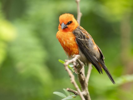 Red fody (Foudia madagascariensis), male, sitting on a branch, occurring in Madagascar, captive