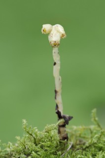 Spruce asparagus (Monotropa hypopitys, Hypopitys monotropa), North Rhine-Westphalia, Germany,