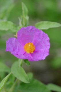 Grey-haired rockrose (Cistus incanus, Cistus creticus), flower, medicinal plant, North