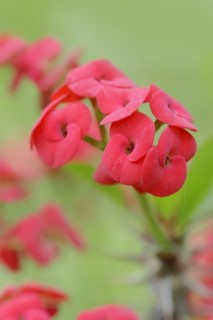 Crown of thorns (Euphorbia milii), flowers, native to Madagascar, ornamental plant, North