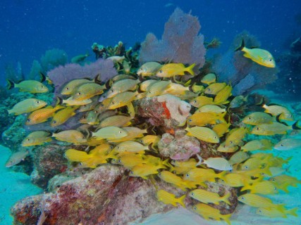 A dense shoal of yellow fish, bluestriped grunt (Haemulon sciurus) and French grunts (Haemulon