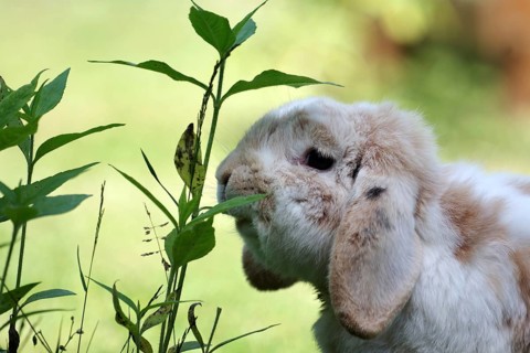 Rabbit (Oryctolagus cuniculus domestica), ram rabbit, floppy ears, portrait, eating, A ram rabbit
