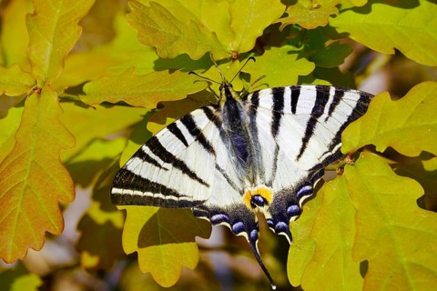 Scarce swallowtail (Iphiclides podalirius), May, Lusatia, Saxony, Germany, Europe