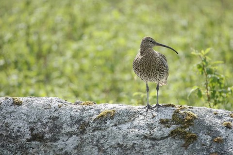 Eurasian curlew (Numenius arquata) Lofoten, Norway, Scandinavia, Europe