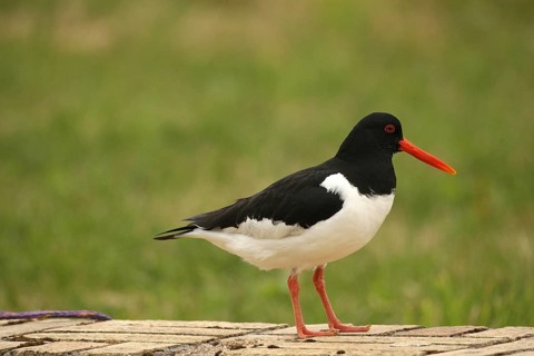 Oystercatcher (Haematopus ostralegus) Lofoten, Norway, Scandinavia, Europe