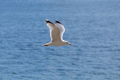 European herring gull (Larus argentatus) in flight, Kiel Fjord, Kiel, Schleswig-Holstein, Germany,