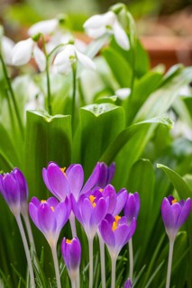 Purple crocuses (Crocus) growing in front of snowdrop (Galanthus), Neunkirchen, Lower Austria,