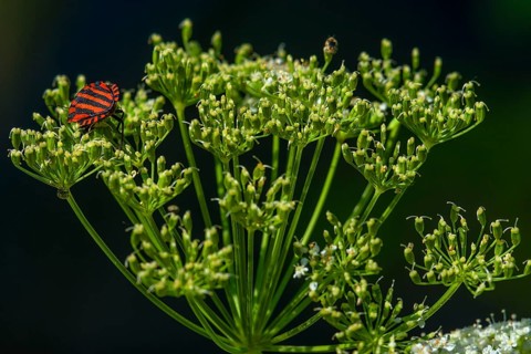 Italian striped-bug (Graphosoma lineatum) on a goutweed flower (Aegopodium podagraria),