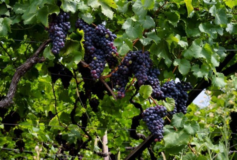 Ripe grapes, grapes, red, hanging on vines, viticulture, agriculture, agribusiness, Schenna, Scena,