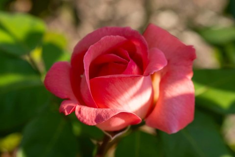 Red blossom of the hybrid tea rose (Rosa), North Rhine-Westphalia, Germany, Europe